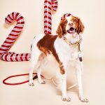 coral-ombre-cotton-rope-dog-leash-adjustableshop-leashesfound-my-animals-408847